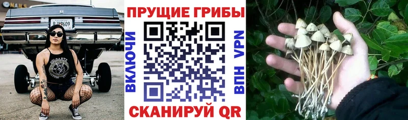 Псилоцибиновые грибы Cubensis  Кириллов 